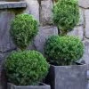 Poodle Tier Dwarf Alberta Spruce Topiary (2-Ball) - 2 Gallon Pot -SHRUBS and BUSHES Store dwarf alberta spruce two ball poodle tier topiary 1