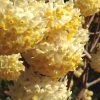 Snow Cream Edgeworthia Paper Bush - 5 Gallon -SHRUBS and BUSHES Store edgeworthia snow cream 1