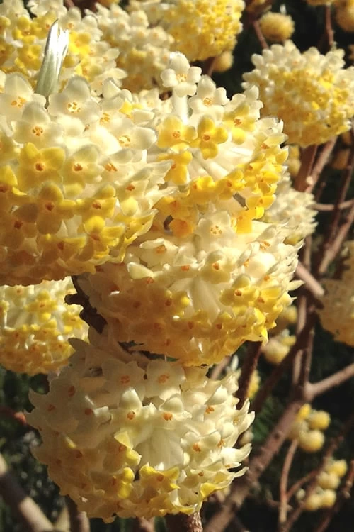 Snow Cream Edgeworthia Paper Bush - 5 Gallon 3 Snow Cream Edgeworthia Paper Bush - 5 Gallon