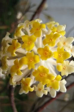 Snow Cream Edgeworthia Paper Bush - 5 Gallon 13 Snow Cream Edgeworthia Paper Bush - 5 Gallon -SHRUBS and BUSHES Store edgeworthia snow cream 10