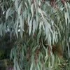 Angus Cold Hardy Eucalyptus Tree (Eucalyptus Nicholii) - 3 Gallon Pot