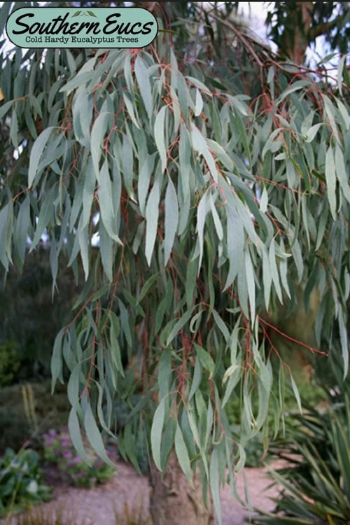 Angus Cold Hardy Eucalyptus Tree (Eucalyptus Nicholii) - 3 Gallon Pot 3 Angus Cold Hardy Eucalyptus Tree (Eucalyptus Nicholii) - 3 Gallon Pot