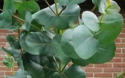 Big O Cold Hardy Eucalyptus Tree (Eucalyptus Neglecta) - 2 Gallon Pot 16 Big O Cold Hardy Eucalyptus Tree (Eucalyptus Neglecta) - 2 Gallon Pot -SHRUBS and BUSHES Store eucalyptus bigo leaves 5