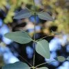 Grace Cold Hardy Eucalyptus Tree (Eucalyptus Elliptica) - 3 Quart Pot 2 Grace Cold Hardy Eucalyptus Tree (Eucalyptus Elliptica) - 3 Quart Pot -SHRUBS and BUSHES Store eucalyptus elliptica grace 1 3