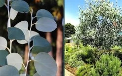 Mappa Tassie Cold Hardy Eucalyptus Tree (Eucalyptus Pauciflora) - 3 Gallon Pot 12 Mappa Tassie Cold Hardy Eucalyptus Tree (Eucalyptus Pauciflora) - 3 Gallon Pot -SHRUBS and BUSHES Store eucalyptus mappa tassie combo 3