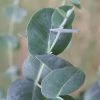 Big O Cold Hardy Eucalyptus Tree (Eucalyptus Neglecta) - 6 Pack Of 1 Gallon Pots 1 Big O Cold Hardy Eucalyptus Tree (Eucalyptus Neglecta) - 6 Pack Of 1 Gallon Pots -SHRUBS and BUSHES Store eucalyptus neglecta big 0 1 3