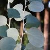 Mappa Tassie Cold Hardy Eucalyptus Tree (Eucalyptus Pauciflora) - 1 Gallon Pot 1 Mappa Tassie Cold Hardy Eucalyptus Tree (Eucalyptus Pauciflora) - 1 Gallon Pot -SHRUBS and BUSHES Store eucalyptus pauciflora mappa tassie 1 4