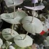 Luna Cold Hardy Eucalyptus Tree (Eucalyptus Perriniana) - 2 Gallon Pot -SHRUBS and BUSHES Store eucalyptus perreniana luna 1 3