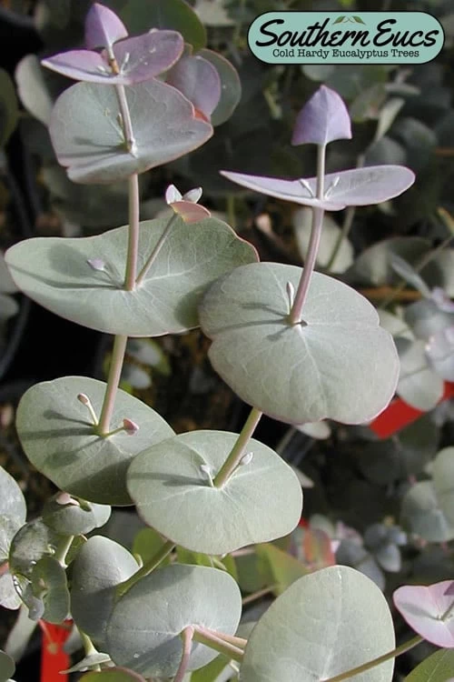 Luna Cold Hardy Eucalyptus Tree (Eucalyptus Perriniana) - 3 Quart Pot 3 Luna Cold Hardy Eucalyptus Tree (Eucalyptus Perriniana) - 3 Quart Pot
