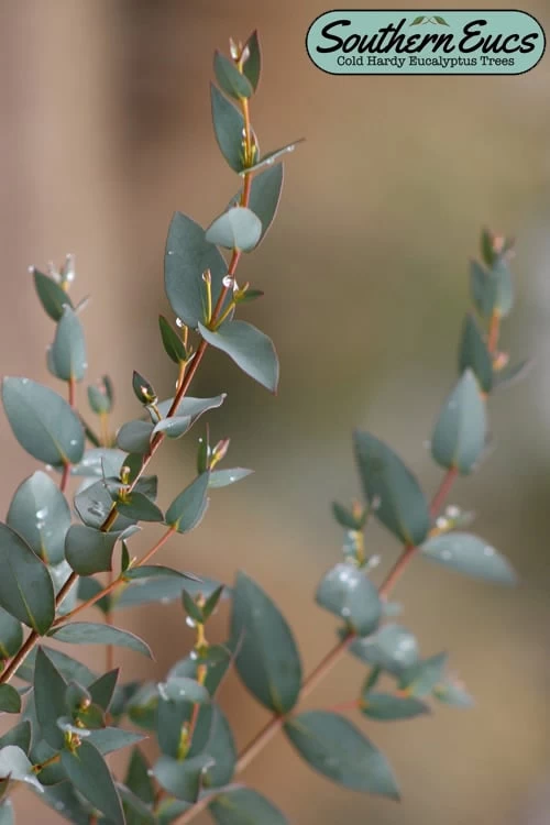 Sheila Cold Hardy Eucalyptus Tree (Eucalyptus Stellulata) - 1 Gallon Pot 3 Sheila Cold Hardy Eucalyptus Tree (Eucalyptus Stellulata) - 1 Gallon Pot
