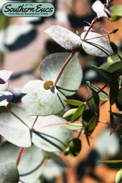 Maggie Cold Hardy Eucalyptus Tree (Eucalyptus Nova Anglica) - 3 Quart Pot