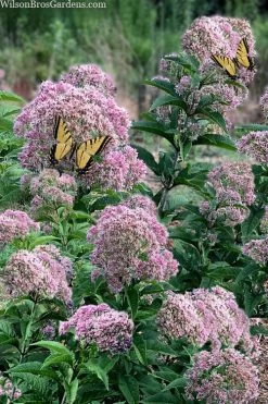 Queen Of The Prairie Hollow Stem Joe Pye Weed - 1 Gallon Pot -SHRUBS and BUSHES Store eupatoriadelphus fistulosa joe pye weed 5