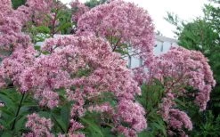 Queen Of The Prairie Hollow Stem Joe Pye Weed - 1 Gallon Pot -SHRUBS and BUSHES Store eupatoriadelphus fistulosa joe pye weed 8