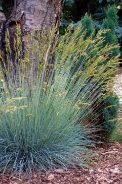 Blue Fescue Grass (Festuca Glauca) - 1 Gallon Pot -SHRUBS and BUSHES Store festuca glauca blue fescue grass 13