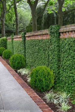 Creeping Fig (Ficus Pumila) - 5 Pack Of 4" Pint Pots 21 Creeping Fig (Ficus Pumila) - 5 Pack Of 4" Pint Pots -SHRUBS and BUSHES Store ficus pumila green creeping fig 100