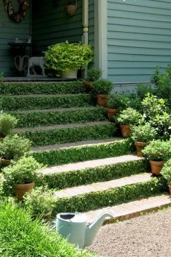 Creeping Fig - Ficus Pumila - 3 Pack Of Pint Pots -SHRUBS and BUSHES Store ficus pumila green creeping fig 105 1