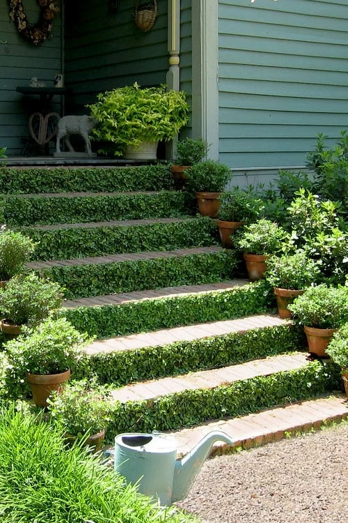 Creeping Fig (Ficus Pumila) - 5 Pack Of 4" Pint Pots 9 Creeping Fig (Ficus Pumila) - 5 Pack Of 4" Pint Pots - Image 7