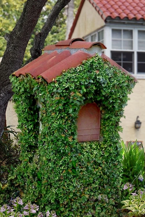 Creeping Fig (Ficus Pumila) - 5 Pack Of 4" Pint Pots 6 Creeping Fig (Ficus Pumila) - 5 Pack Of 4" Pint Pots - Image 4