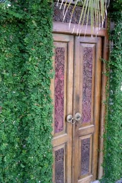 Creeping Fig - Ficus Pumila - 3 Pack Of Pint Pots -SHRUBS and BUSHES Store ficus pumila green creeping fig 108 1