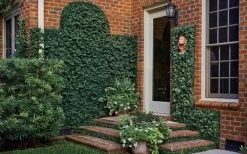 Creeping Fig (Ficus Pumila) - 5 Pack Of 4" Pint Pots 18 Creeping Fig (Ficus Pumila) - 5 Pack Of 4" Pint Pots -SHRUBS and BUSHES Store ficus pumila green creeping fig 109