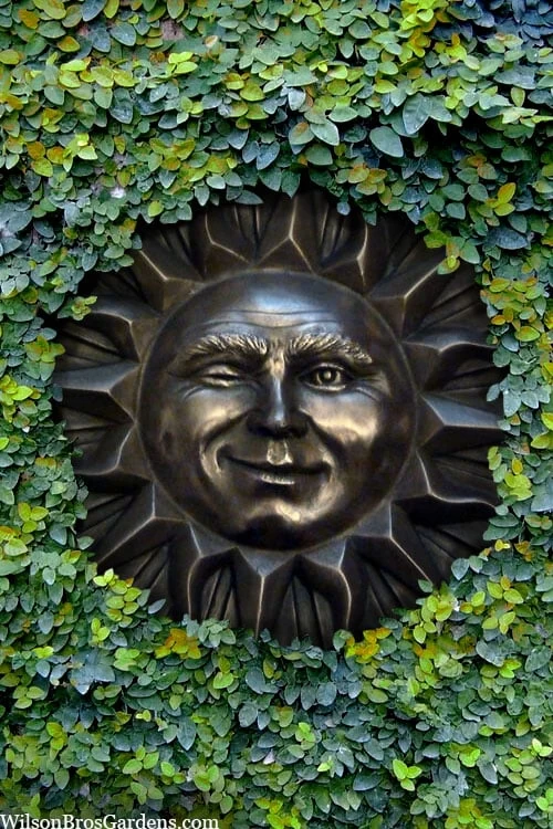 Creeping Fig (Ficus Pumila) - 5 Pack Of 4" Pint Pots 12 Creeping Fig (Ficus Pumila) - 5 Pack Of 4" Pint Pots - Image 10