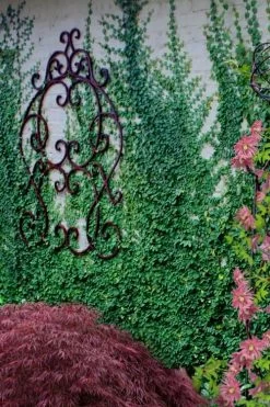 Creeping Fig - Ficus Pumila - 3 Pack Of Pint Pots -SHRUBS and BUSHES Store ficus pumila green creeping fig 112 1