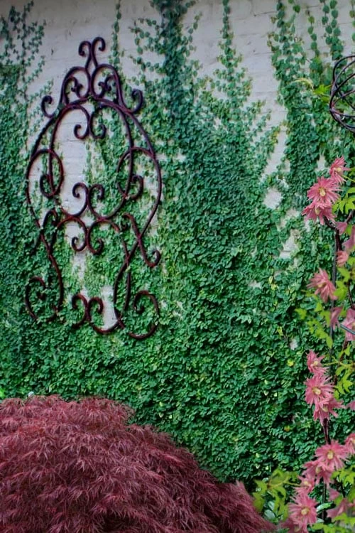 Creeping Fig (Ficus Pumila) - 5 Pack Of 4" Pint Pots 10 Creeping Fig (Ficus Pumila) - 5 Pack Of 4" Pint Pots - Image 8