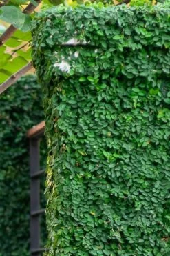 Creeping Fig (Ficus Pumila) - 5 Pack Of 4" Pint Pots 23 Creeping Fig (Ficus Pumila) - 5 Pack Of 4" Pint Pots -SHRUBS and BUSHES Store ficus pumila green creeping fig 113