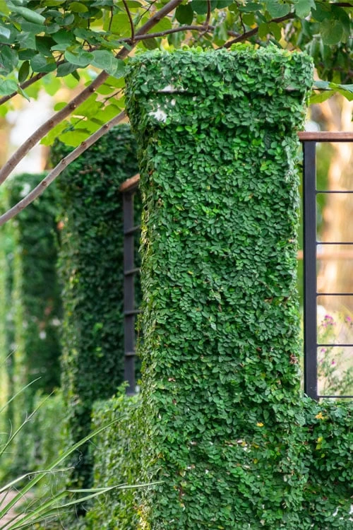 Creeping Fig (Ficus Pumila) - 5 Pack Of 4" Pint Pots 3 Creeping Fig (Ficus Pumila) - 5 Pack Of 4" Pint Pots