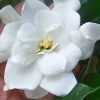 Fall In Love Cold Hardy Gardenia - 1 Gallon Pot 2 Fall In Love Cold Hardy Gardenia - 1 Gallon Pot -SHRUBS and BUSHES Store gardenia Fall In Love WB 500x750 1
