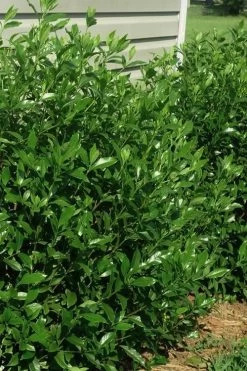 August Beauty Gardenia - 3 Gallon Pot 11 August Beauty Gardenia - 3 Gallon Pot -SHRUBS and BUSHES Store gardenia august beauty 5 2