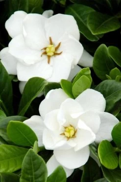 Buttons Gardenia - 3 Gallon Pot -SHRUBS and BUSHES Store gardenia buttons 1