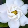 Buttons Gardenia - 6 Pack Of 1 Gallon Pots 2 Buttons Gardenia - 6 Pack Of 1 Gallon Pots -SHRUBS and BUSHES Store gardenia buttons 2 1