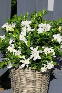 Celestial Star Gardenia - 1 Gallon Pot -SHRUBS and BUSHES Store gardenia celestial star 3