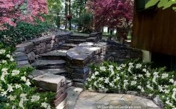 Celestial Star Gardenia - 1 Gallon Pot -SHRUBS and BUSHES Store gardenia celestial star 5