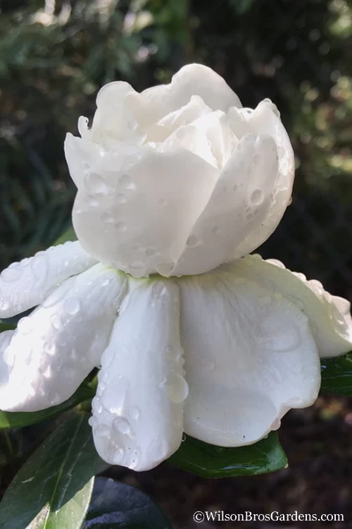 Crown Jewel Gardenia - 1 Gallon Pot 3 Crown Jewel Gardenia - 1 Gallon Pot