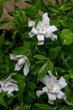 Fool Proof Gardenia - 3 Gallon Pot -SHRUBS and BUSHES Store gardenia fool proof 4 1