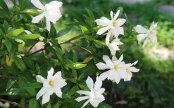 Frost Proof Gardenia - 1 Gallon Pot 13 Frost Proof Gardenia - 1 Gallon Pot -SHRUBS and BUSHES Store gardenia frost proof 12 2