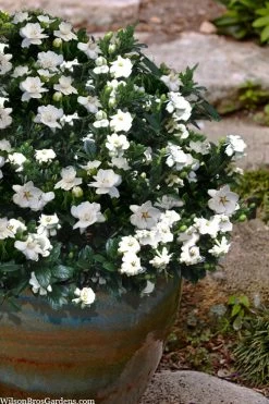 Buttons Gardenia - 1 Gallon Pot -SHRUBS and BUSHES Store gardenia jasminoides buttons 10 2