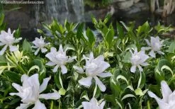 Crescent Moon Dwarf Gardenia - 6 Pack Of 1 Gallon Pots -SHRUBS and BUSHES Store gardenia jasminoides crescent moon dwarf creeping 2 1