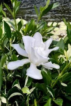 Crescent Moon Dwarf Gardenia - 1 Gallon Pot -SHRUBS and BUSHES Store gardenia jasminoides crescent moon dwarf creeping 6