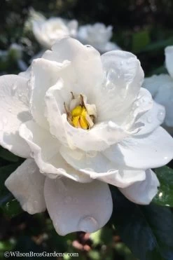 Crown Jewel Gardenia - 6-Pack Of 1 Gallon Pots 12 Crown Jewel Gardenia - 6-Pack Of 1 Gallon Pots -SHRUBS and BUSHES Store gardenia jasminoides crown jewel 11 1