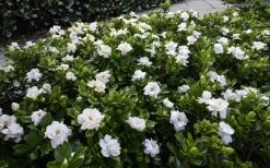 Crown Jewel Gardenia - 6-Pack Of 1 Gallon Pots 13 Crown Jewel Gardenia - 6-Pack Of 1 Gallon Pots -SHRUBS and BUSHES Store gardenia jasminoides crown jewel 12 1