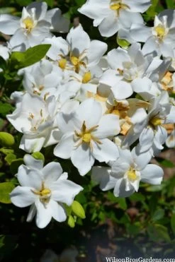 Snow Flurry Hardy Gardenia - 1 Gallon Pot 10 Snow Flurry Hardy Gardenia - 1 Gallon Pot -SHRUBS and BUSHES Store gardenia jasminoides snow flurry 2