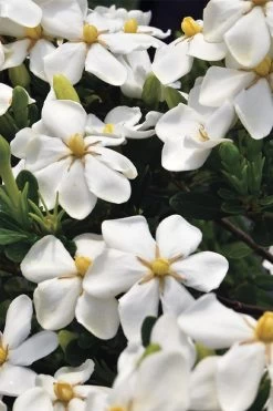 Snow Girl Hardy Dwarf Gardenia - 3 Gallon Pot 11 Snow Girl Hardy Dwarf Gardenia - 3 Gallon Pot -SHRUBS and BUSHES Store gardenia jasminoides snow girl 1