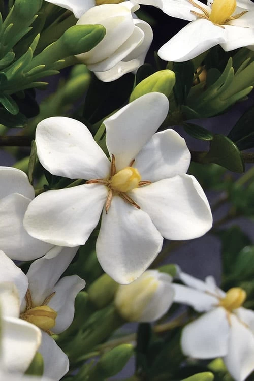 Snow Girl Hardy Dwarf Gardenia - 1 Gallon Pot 7 Snow Girl Hardy Dwarf Gardenia - 1 Gallon Pot - Image 5