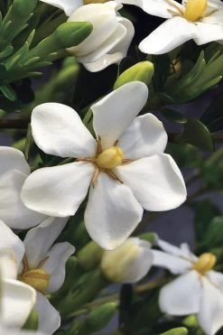 Snow Girl Hardy Dwarf Gardenia - 3 Gallon Pot 12 Snow Girl Hardy Dwarf Gardenia - 3 Gallon Pot -SHRUBS and BUSHES Store gardenia jasminoides snow girl 2