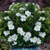 Snow Globe Gardenia - 1 Gallon Pot 2 Snow Globe Gardenia - 1 Gallon Pot -SHRUBS and BUSHES Store gardenia jasminoides snow globe 1