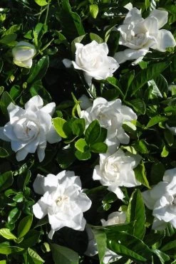 Snow Puff Hardy Gardenia - 3 Gallon Pot 9 Snow Puff Hardy Gardenia - 3 Gallon Pot -SHRUBS and BUSHES Store gardenia jasminoides snow puff 2 1