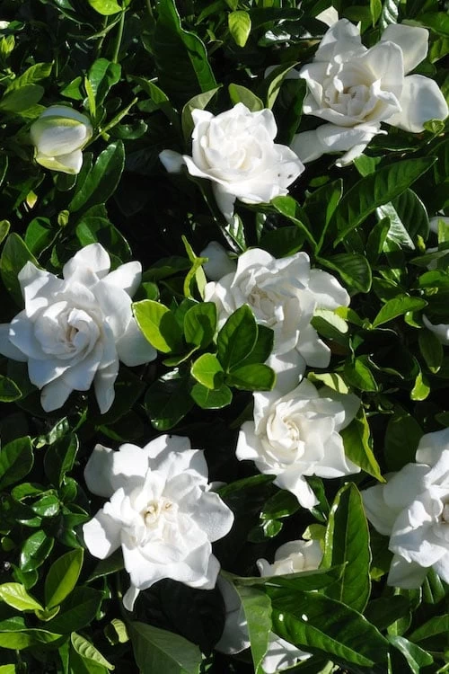 Snow Puff Hardy Gardenia - 7 Gallon Pot 6 Snow Puff Hardy Gardenia - 7 Gallon Pot - Image 4